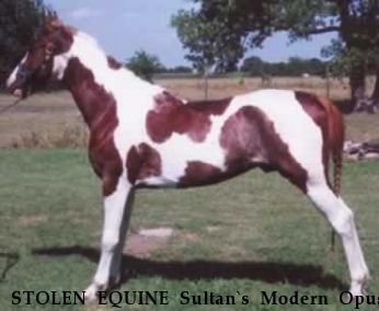 STOLEN EQUINE Sultan`s Modern Opus, aka Opie Near San Antonio, TX, 78223